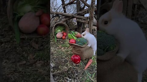 Cute rabbit that climbs on the sack to eat. Rabbit. Cute little pastoral pet.