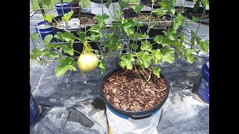 Harvesting Delicious 51 Container Cantaloupe 7/28/25