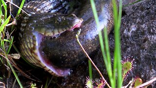 Nature's struggle for survival: Water snake devours mudpuppy