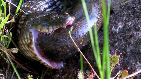 Nature's struggle for survival: water snake devours mudpuppy