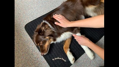 Caring For Our Dogs- With Yaz Porritt