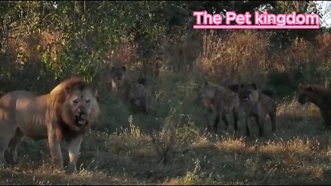 5 ANIMALS THAT WILL ATTACK LIONS 🦁