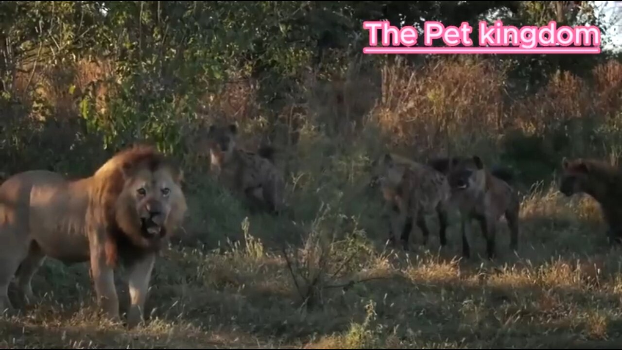 5 ANIMALS THAT WILL ATTACK LIONS 🦁