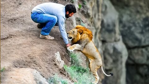 Man saves lion from cliff, but when reaching shore the lion does something shocking