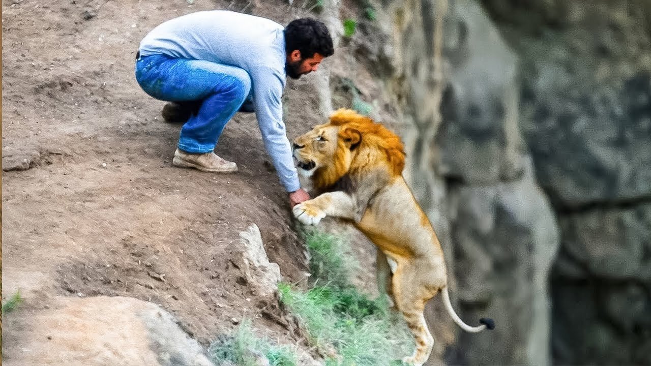 Man saves lion from cliff, but when reaching shore the lion does something shocking