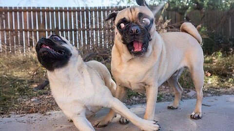 🤣 I Dare You NOT to Laugh at These FUNNY DOGS! | Best Animal Videos 2025