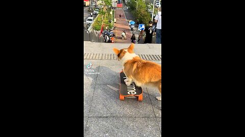 And here comes the four-legged Tony Hawk, tailwind strong, vibes stronger.