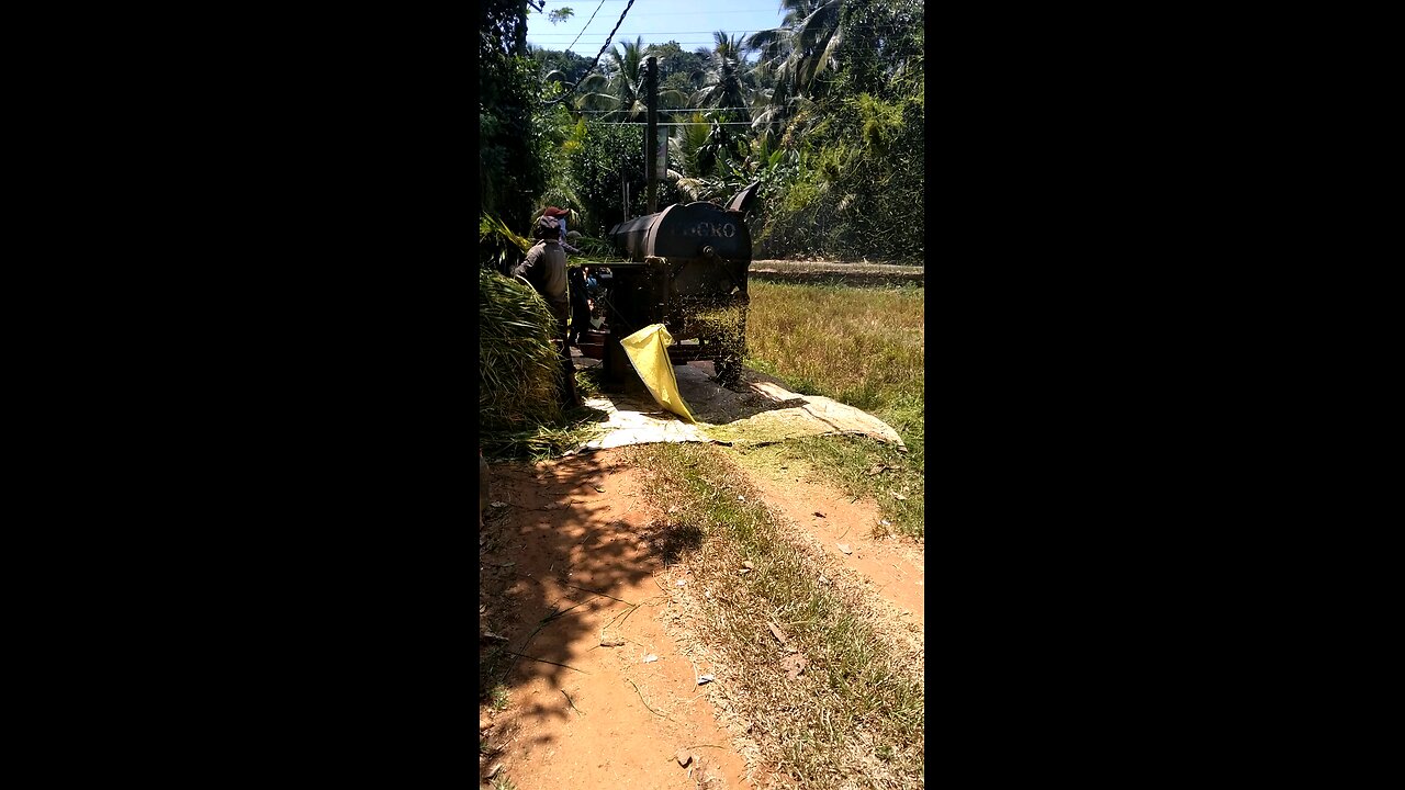 Paddy Harvesting Sri Lanka