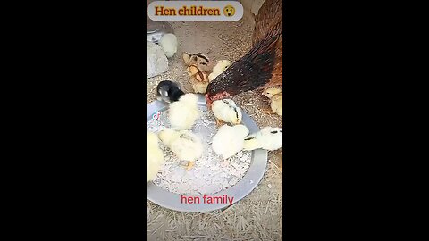 hen beautiful family