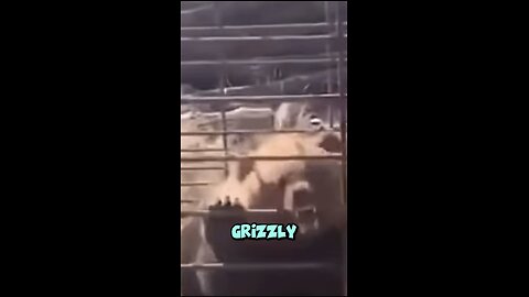 Could 100 Men Beat A Grizzly Bear? 🐻