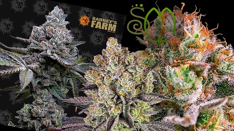 Seed Masters