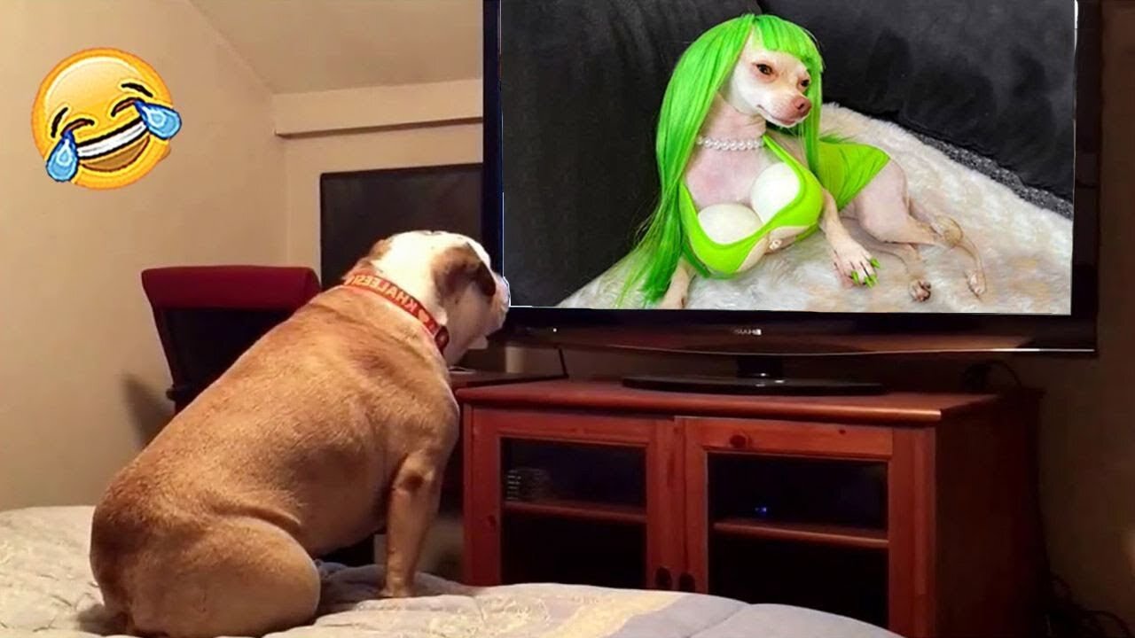 Try Not to Laugh! Funniest Animal Videos Compilation 😂🐶🐱