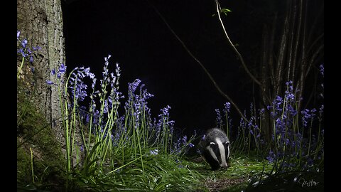 Badger family in English woodland