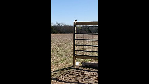Meadowlark Singing