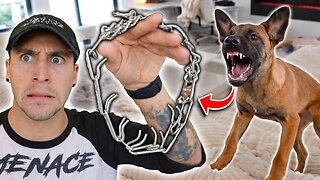 Belgian Malinois Puppy Fights Prong Collar...