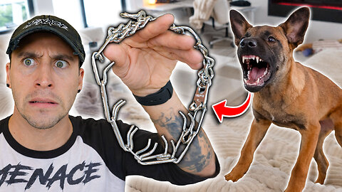 My Belgian Malinois Hates Me...