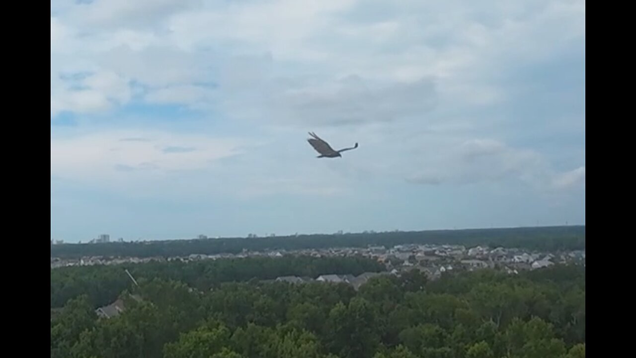 🦅 Tango Apasionado - Astor Piazzolla 🦅