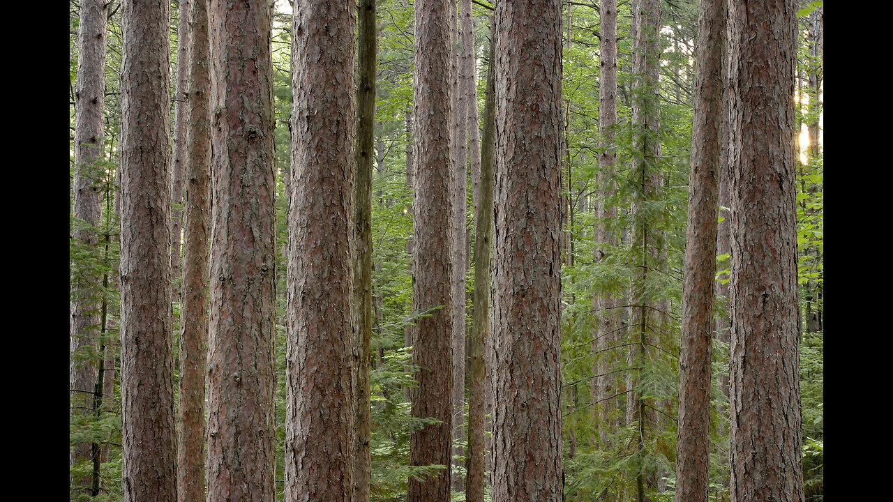 The Woods and the Depth of God