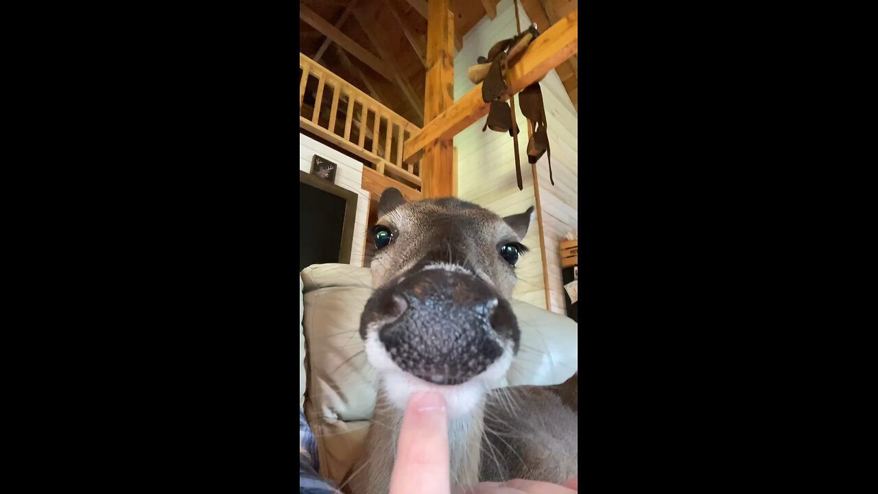 hello princess
