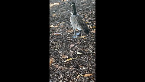 Canada Goose 🪿 #canadagoose #goose #followme #shorts #viral #trending