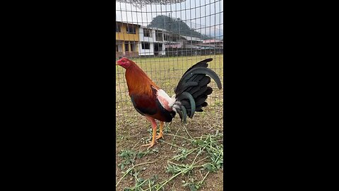 gallos que