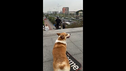 A straight path, just skateboarding straight ahead 🛹? No way❌ No way❌! Had to