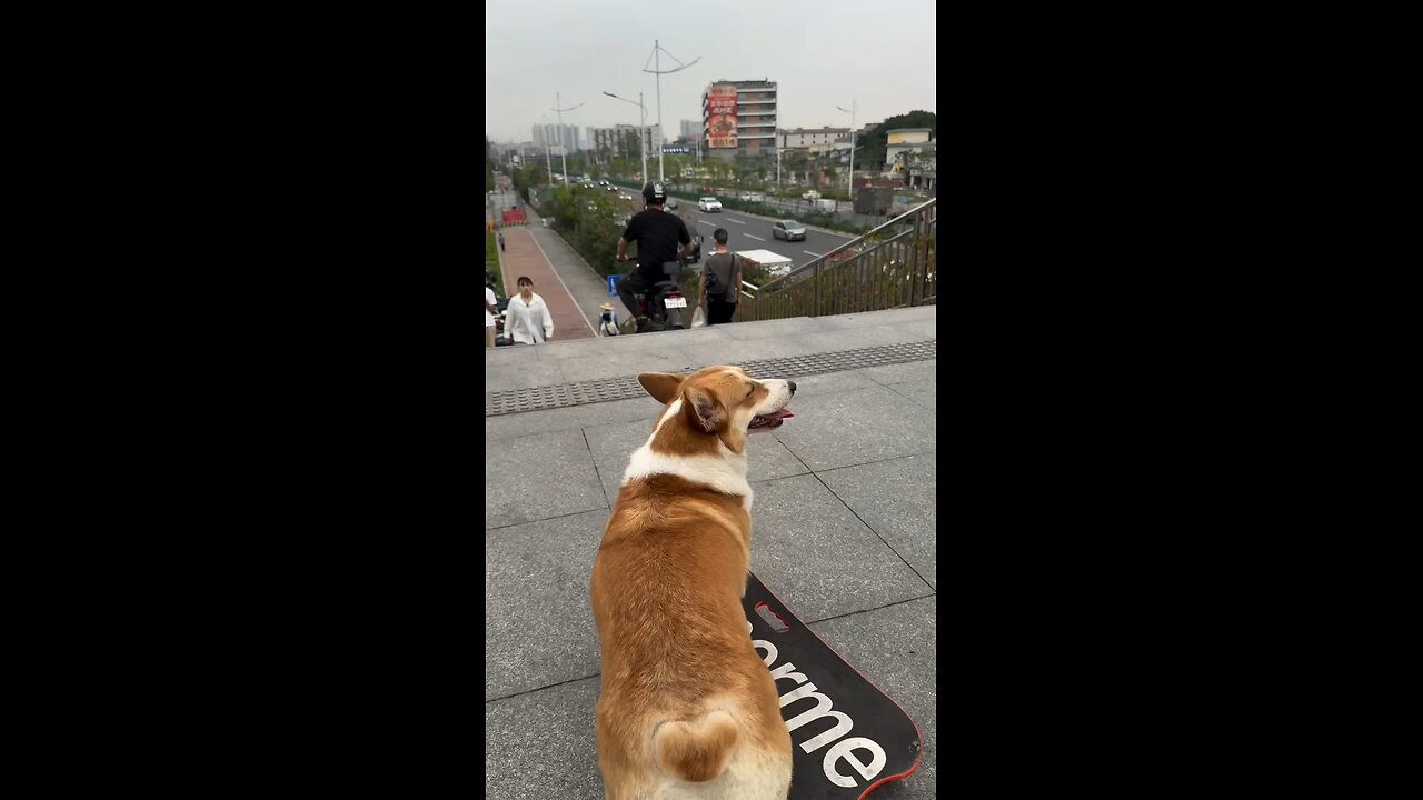 A straight path, just skateboarding straight ahead 🛹? No way❌ No way❌! Had to