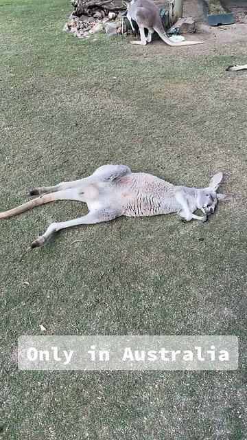 Australian kangaroo relaxing