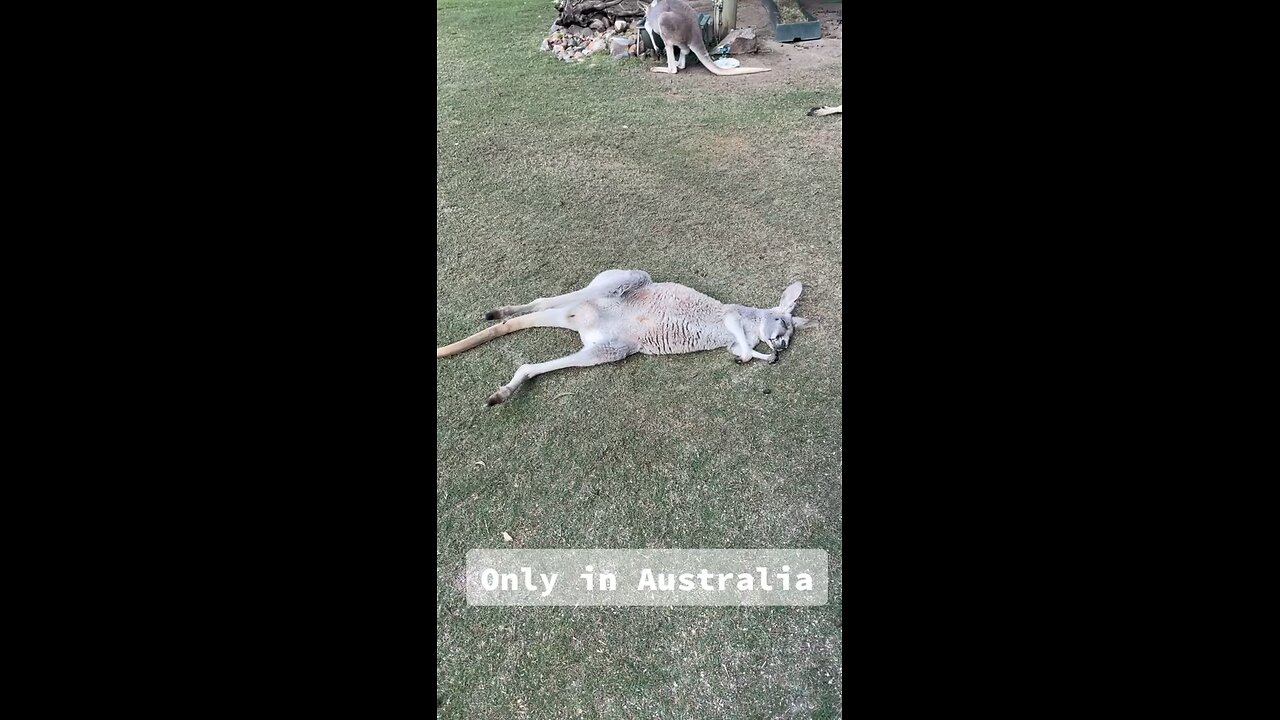 Australian kangaroo relaxing