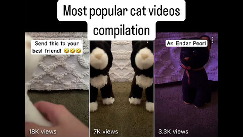 Most popular cat videos compilation (Stuffy Cat Edition)