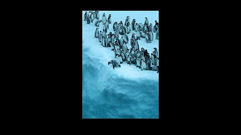 World animal