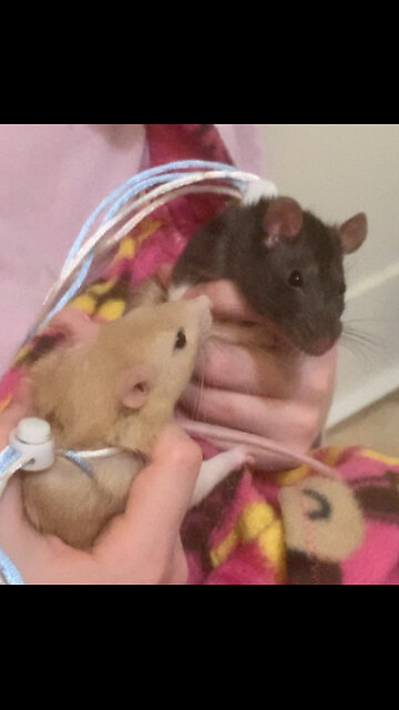 Watch What Happens When I Put My Fancy Rats on the Floor!