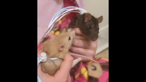 Watch What Happens When I Put My Fancy Rats on the Floor!