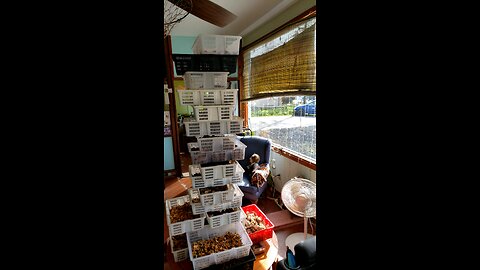 I Dry My Wild Mushrooms