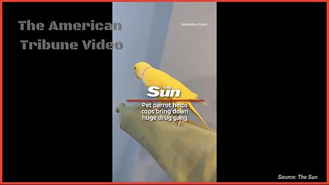WATCH: Talking British Parrot Leads Law Enforcement to Major Drug Bust