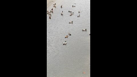 Mallard Ducks 🦆 #mallardducks #ducks #duck #shorts #followme #viral #trending #rain #swimming