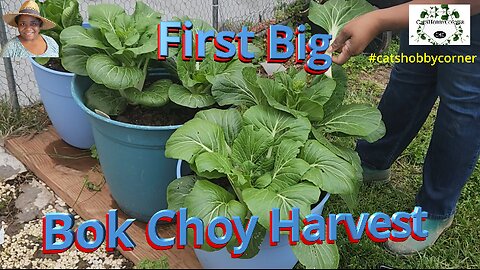 First Big Bok Choy Harvest - #catshobbycorner #gardening #bokchoy