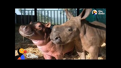 Baby Hippo and Orphaned Rhino Fall In Love With Each Other | The Dodo Odd Couples