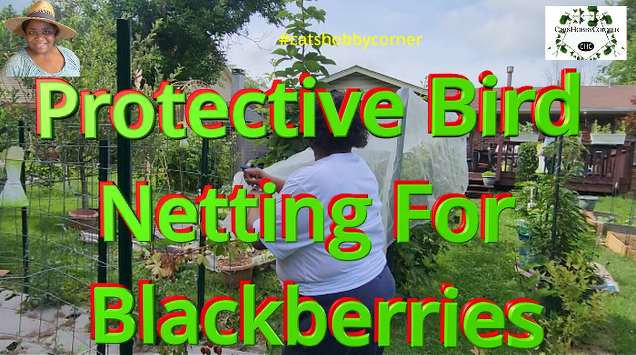 Protective Bird Netting For Blackberries - #catshobbycorner #blackberry