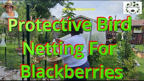 Protective Bird Netting For Blackberries - #catshobbycorner #blackberry