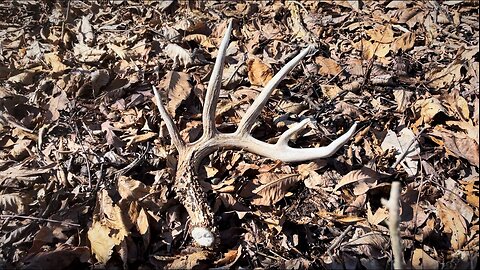 2025 Shed Hunting (81” SHED AND HUGE SETS)