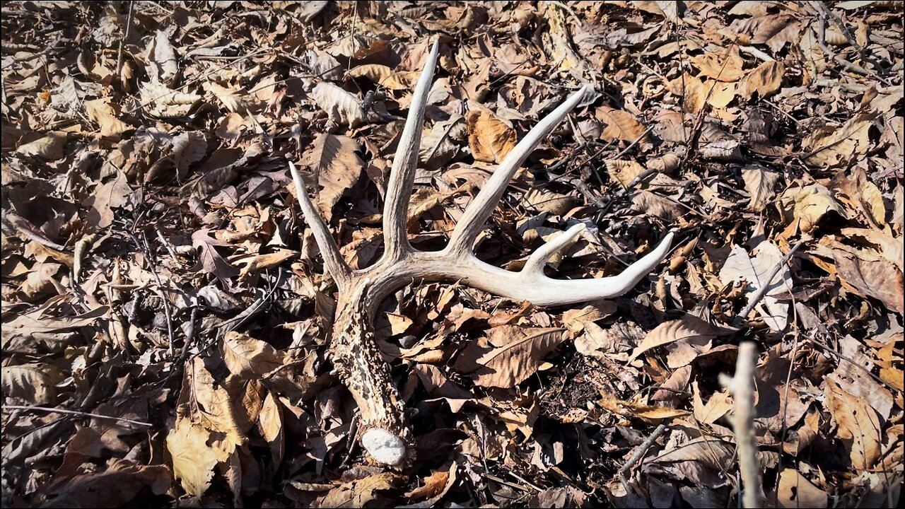 2025 Shed Hunting (81” SHED AND HUGE SETS)