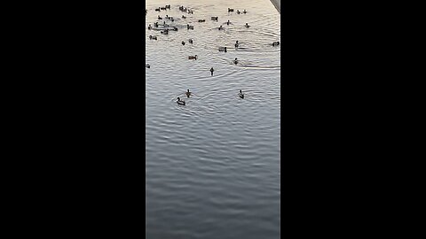 Mallard Ducks 🦆 #mallardducks #ducks #duck #followme #shorts #trending #viral #swimming