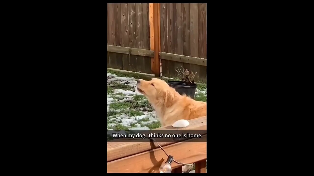think my dog 🐶