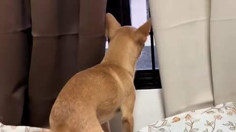 Chihuahua Security System: Activated. No leaf, neighbor, or falling curtain passes undetected.