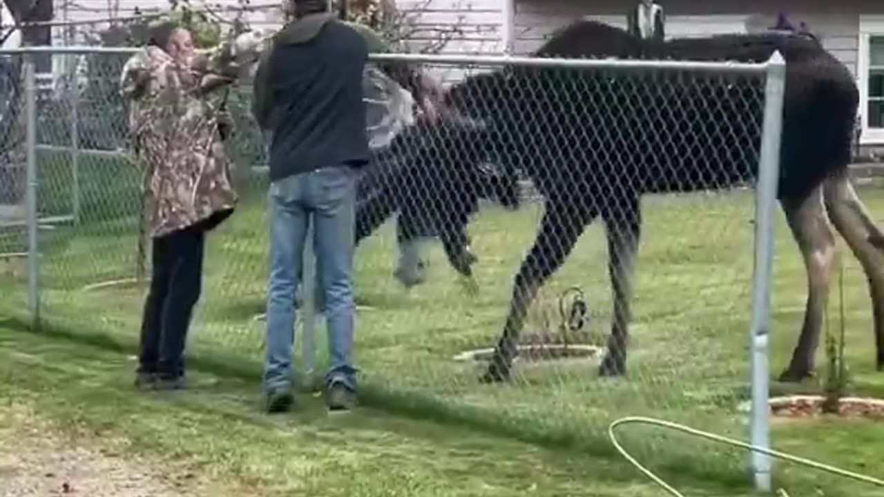 Woe Day 37. I am in the ark. Waiting for GOD to open the Door for a spring/summer Pentecost rapture