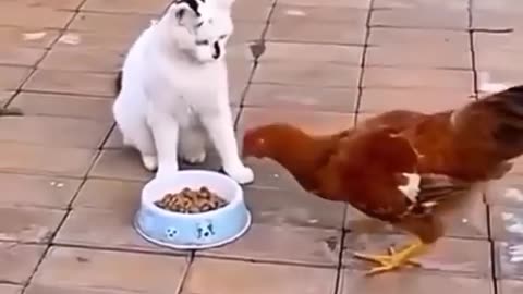 funny animals