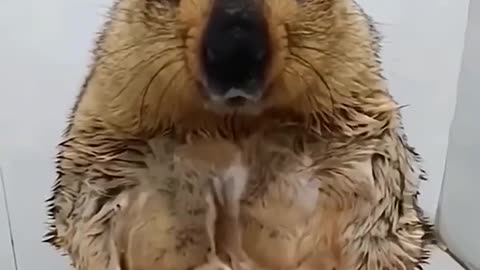 Groundhog Secrets: The Furry Weather Forecaster