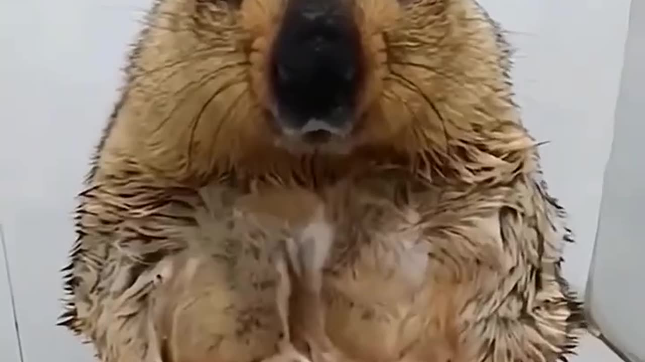 Groundhog Secrets: The Furry Weather Forecaster