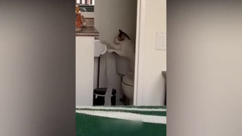 Funny Cats And Dogs 2025 😂 Funny Animals Video
